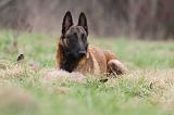 MALINOIS 865